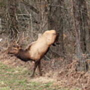 Bull Elk Jumping Fence Art Print