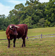 Bull In Field Art Print
