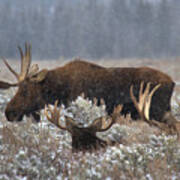 Bull Moose In The Snowy Meadow Art Print