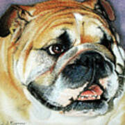 Bulldog Portrait Art Print