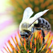 Bumble Bee Portrait Art Print