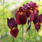 Burgundy Bearded Irises In The Rain Art Print
