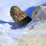 Burrowing Owl in Winter Art Print