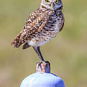 Burrowing Owl Art Print