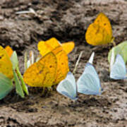 Butterflies Eating Minerals Art Print