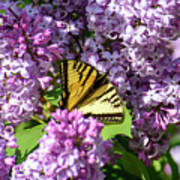 Butterfly And Lilacs Art Print