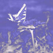Butterfly In The Mist Art Print