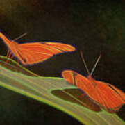 Butterfly Love 1a Art Print