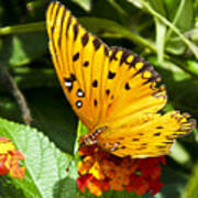 Butterfly On Lantana Art Print