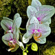 Butterfly Orchids Art Print