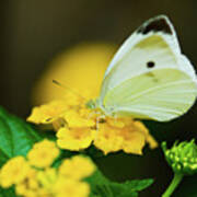 Cabbage White Butterfly Art Print