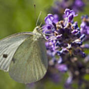 Cabbage White Butterfly Art Print