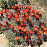 Cactus Bloom In Jtnp Art Print