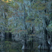 Caddo Lake #3 Art Print