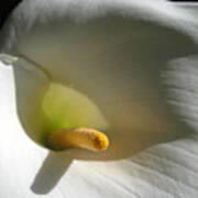 Cala Lily In Light And Shadow Art Print