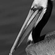 California Brown Pelican Portrait Black And White Monochrome Art Print