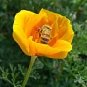 California Poppy And Honey Bee Art Print