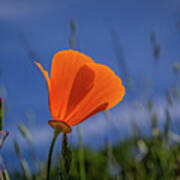 California Poppy Art Print