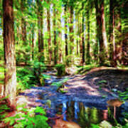 California Redwood Forest Wetlands Ap Art Print
