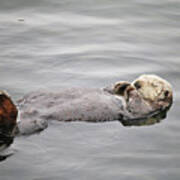 California Sea Otter Art Print
