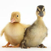 Call Duckling And Mallard Duckling Art Print