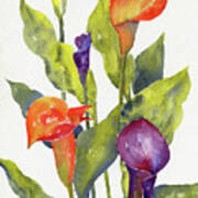 Calla Lilies Art Print