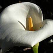 Calla Lily-santa Monica - 2005 Art Print