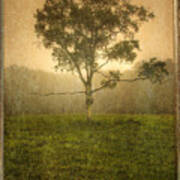 Camden Tree Fog In The Meadow Art Print