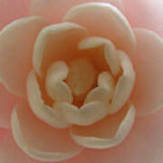 Camellia Blossom Art Print