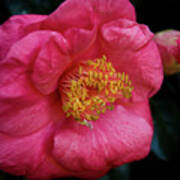 Camellia Granthamiana Art Print