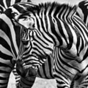 Camouflage In Black And White Art Print