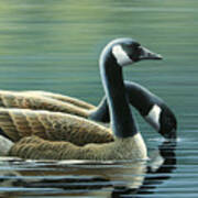 Canada Geese Art Print