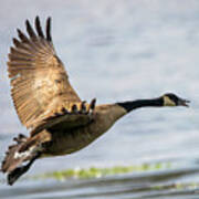 Canada Goose In Flight Art Print