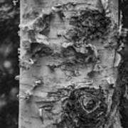 Canadian Birch Bw Art Print