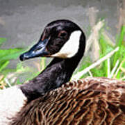 Canadian Goose Art Print