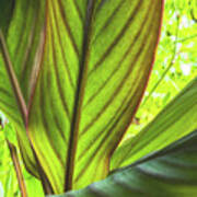 Canna Leaves Art Print