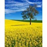 Canola Fields Photo By @pauldalsasso Art Print