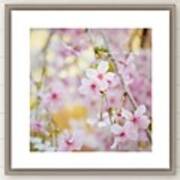 Can't Get Enough Of The #cherryblossom Art Print