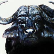 Cape Buffalo Art Print