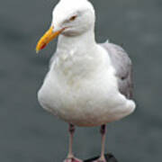 Cape Cod Seagull Art Print