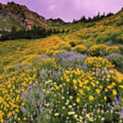 Cardiff Pass Sunset And Wildflowers - Alta, Utah Art Print