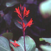 Cardinal Flower Art Print