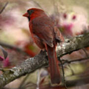 Cardinal On Blossoms Art Print
