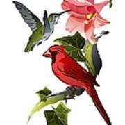Cardinal On Ivy Branch With Hummingbird And Pink Lily Art Print