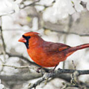 Cardinal Spring - D009909-a Art Print