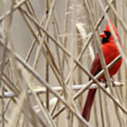 Cardinal Stony Brook New York Art Print