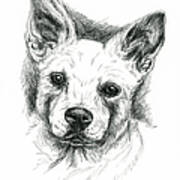 Carolina Dog Charcoal Portrait Art Print