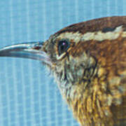 Carolina Wren Macro Closeup Art Print