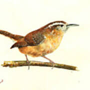 Carolina Wren Watercolor Painting Art Print