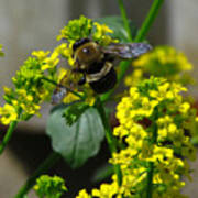 Carpenter Bee Art Print